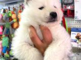 Safkan Samoyed Yavrulari