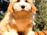 Safkan Malti̇poo Yavrulari