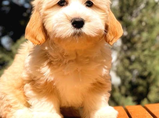 Safkan Malti̇poo Yavrulari görsel