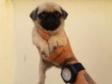 SAFKAN PUG YAVRULARI
