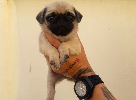 Safkan Pug Yavrulari