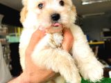 SAFKAN MALTİPOO YAVRULARI