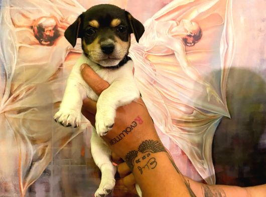 Safkan Jack Russel Yavrulari görsel