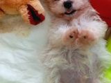 Safkan Malti̇poo Yavrulari