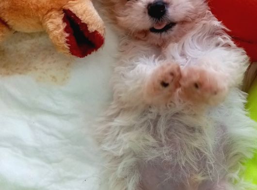 Safkan Malti̇poo Yavrulari görsel