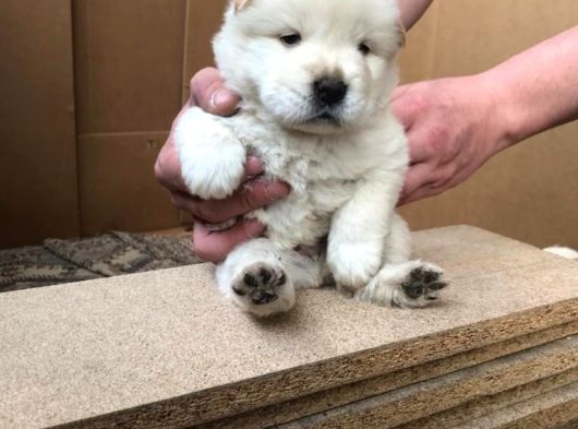 Safkan Chow Chow Yavrulari görsel