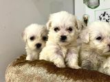 SAFKAN MALTİPOO YAVRULARI