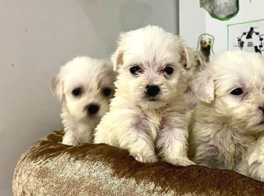 Safkan Malti̇poo Yavrulari