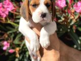 Safkan Eli̇zabeth Beagle Yavrulari