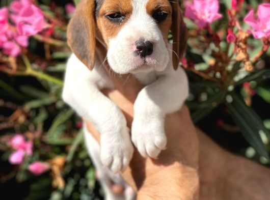Safkan Eli̇zabeth Beagle Yavrulari görsel