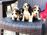 SAFKAN ELİZABETH BEAGLE YAVRULARI