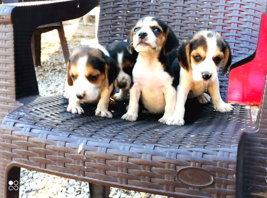 Safkan Eli̇zabeth Beagle Yavrulari