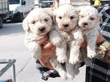 SAFKAN MALTİPOO YAVRULARI