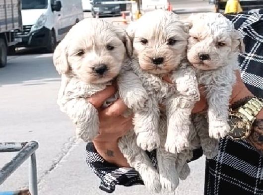 Safkan Malti̇poo Yavrulari