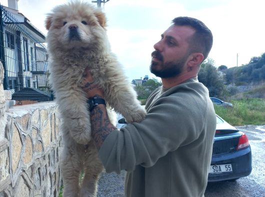 Safkan Chow Chow Yavrulari görsel