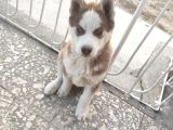 SAFKAN HUSKY YAVRULARI