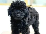 Standart Poodle Dev Boy Si̇yah Bebekler