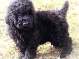 Standart Poodle Dev Boy Si̇yah Bebekler