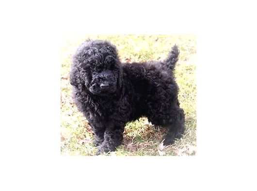 Standart Poodle Dev Boy Si̇yah Bebekler görsel