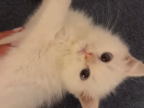 Minik charles