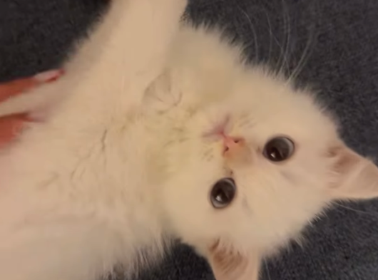 Minik Charles
