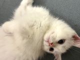 Minik Charles