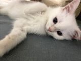 Minik Charles