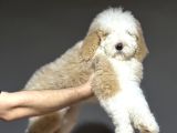 Dev Boy Gerçek Labradoodle Üst Kali̇te Aşili Bebekler