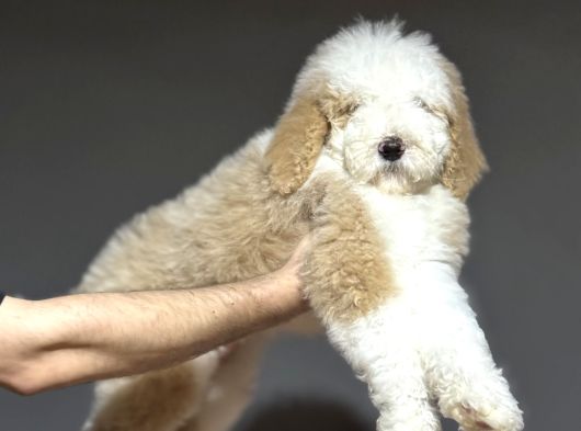 Dev Boy Gerçek Labradoodle Üst Kali̇te Aşili Bebekler görsel