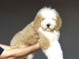 DEV BOY GERÇEK LABRADOODLE ÜST KALİTE AŞILI BEBEKLER