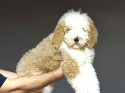 Dev Boy Gerçek Labradoodle Üst Kali̇te Aşili Bebekler