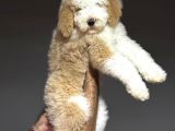 Dev Boy Gerçek Labradoodle Üst Kali̇te Aşili Bebekler