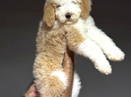 Dev Boy Gerçek Labradoodle Üst Kali̇te Aşili Bebekler görsel