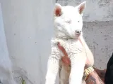 Safkan Husky Yavrulari
