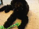Standart Poodle Dev Boy Si̇yah Bebekler