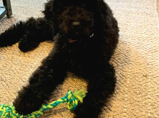 Standart Poodle Dev Boy Si̇yah Bebekler görsel