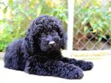 STANDART POODLE DEV BOY SİYAH BEBEKLER