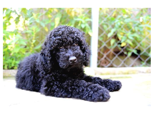 Standart Poodle Dev Boy Si̇yah Bebekler