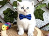 BRİTİSH SHORTHAİR BLUEPOİNT DİŞİ VE ERKEK BEBELER
