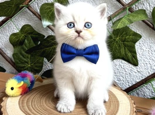 Bri̇ti̇sh Shorthai̇r Bluepoi̇nt Di̇şi̇ Ve Erkek Bebeler