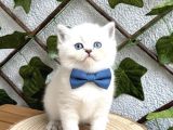 Bri̇ti̇sh Shorthai̇r Bluepoi̇nt Di̇şi̇ Ve Erkek Bebeler