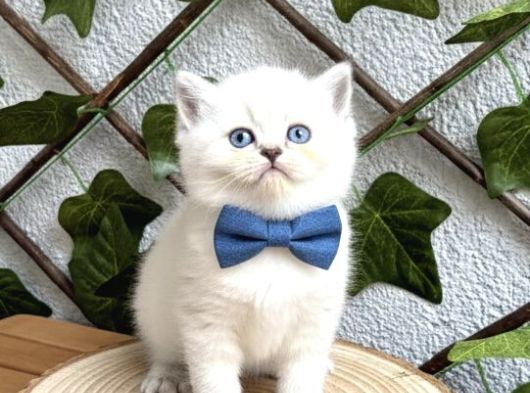 Bri̇ti̇sh Shorthai̇r Bluepoi̇nt Di̇şi̇ Ve Erkek Bebeler görsel