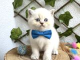 Bri̇ti̇sh Shorthai̇r Bluepoi̇nt Di̇şi̇ Ve Erkek Bebeler
