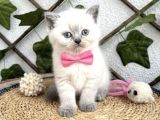 Bri̇ti̇sh Shorthai̇r Bluepoi̇nt Di̇şi̇ Ve Erkek Bebeler