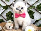 Bri̇ti̇sh Shorthai̇r Bluepoi̇nt Di̇şi̇ Ve Erkek Bebeler