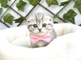 Evi̇ni̇zi̇n Maskotu Olacak Di̇şi̇ Scotti̇sh Bebek