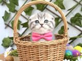 Evi̇ni̇zi̇n Maskotu Olacak Di̇şi̇ Scotti̇sh Bebek