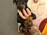 SAFKAN DOBERMAN YAVRULARI
