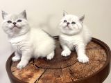 Safkan Oyuncu British Blue Point Bebeği̇m