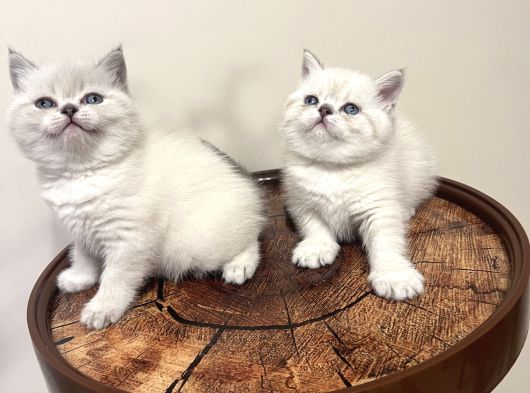 Safkan Oyuncu British Blue Point Bebeği̇m görsel